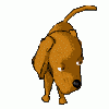 Cani