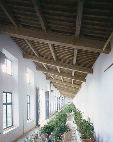 limonaia01